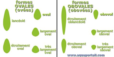 ovale pronunciation|ovale definition.